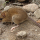 The Pinatubo volcano mouse is faring better than ever.